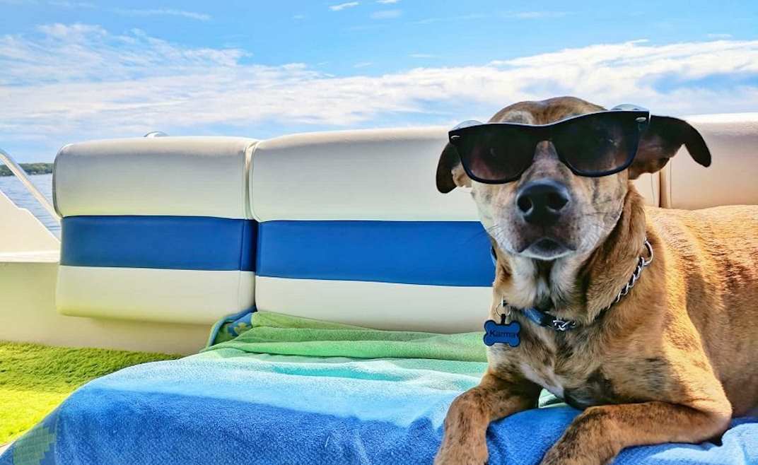 cane in vacanza